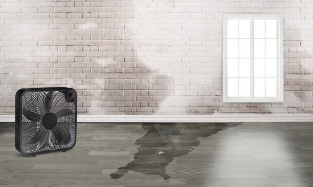 Best Water damage restoration near me  in Union, MS